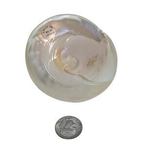 Seashell Spiral Silver/White Polished Trocha Turban Beach Shell